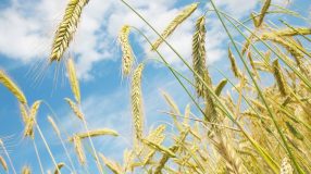 Wat is glutenvrij?