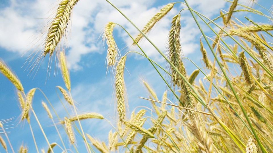 Is haver altijd glutenvrij?