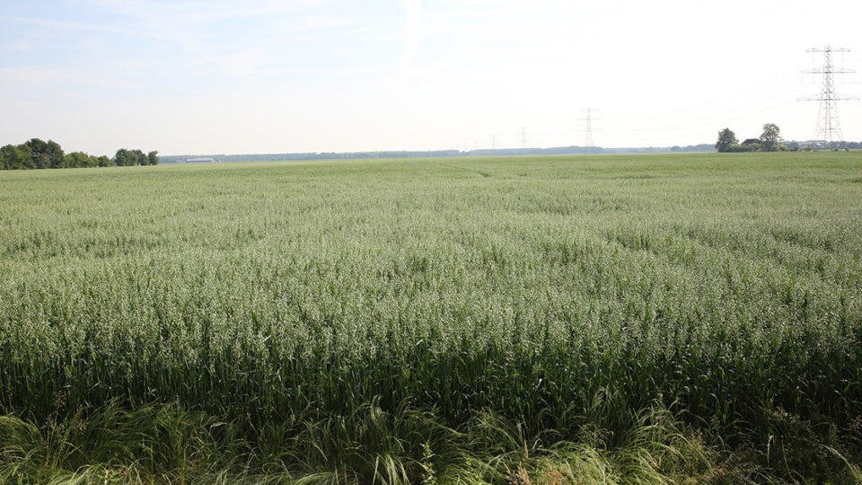 Primeur: YAM glutenvrije haver van Hollandse bodem