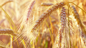 Is spelt glutenvrij?