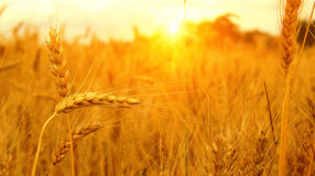 Wat is een tarwe-allergie?
